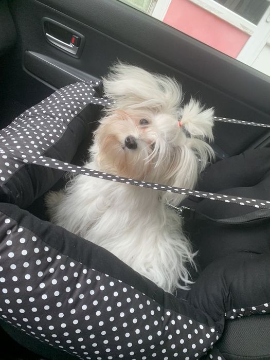 Легло (столче) за автомобил за куче