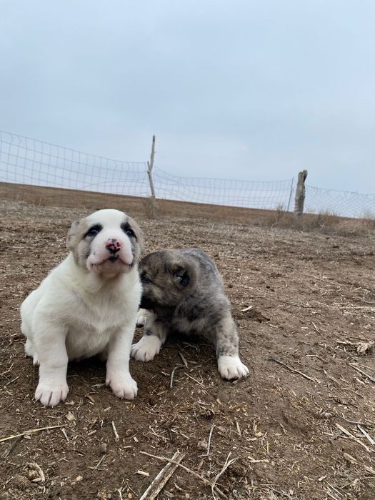 Тобет кушиктер бар