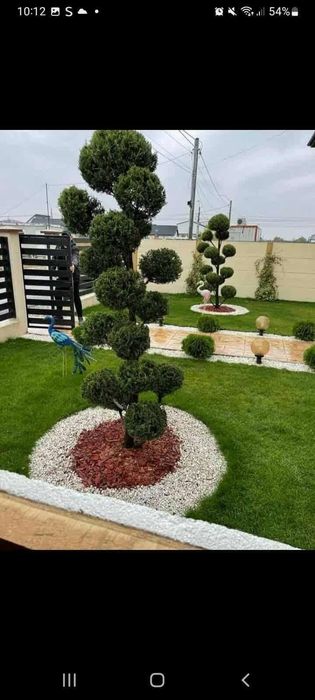 Plante ornamentale diferite specii si dimensiuni livrare gratuita în toată România
