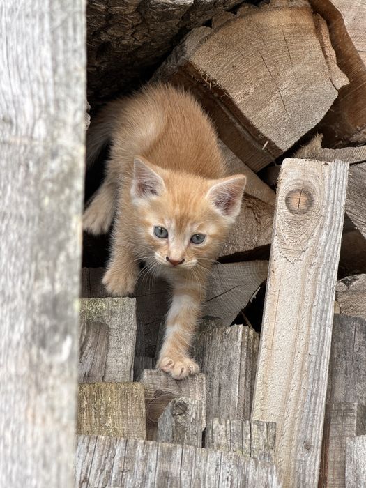 Donez pisoi superbi iubitorilor de animale.