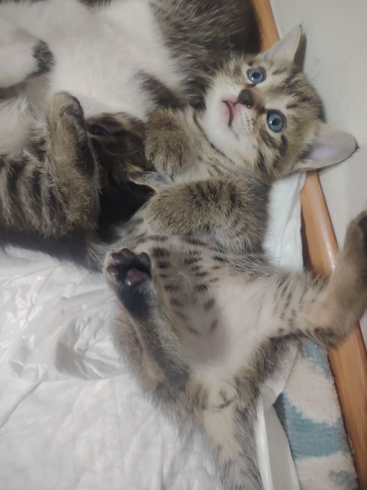 Отдам котят в добрые руки