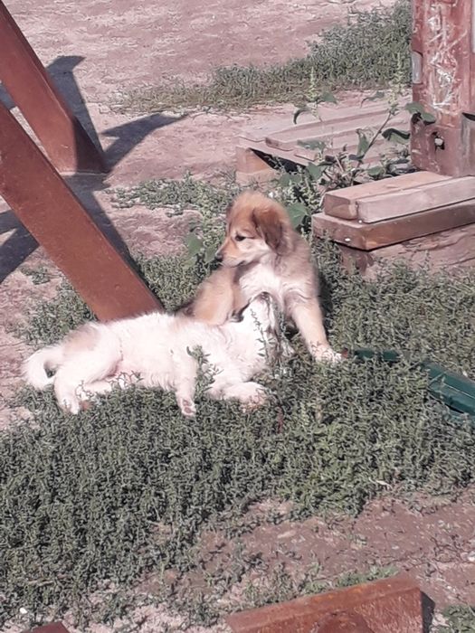 Отдам в добрые руки  щенков