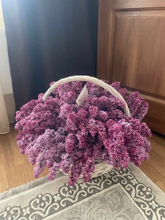 Сирень АСТАНА букет/корзина
