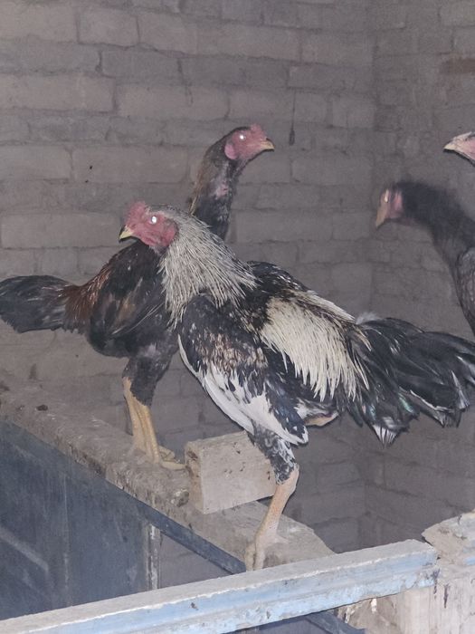 Kulangi xo'roz sotiladi