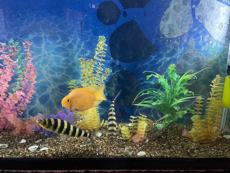 Продаются 3 рыбки