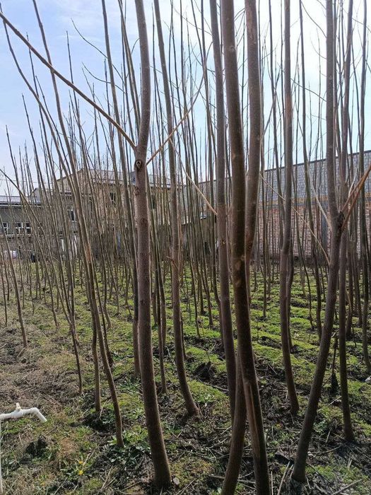 Павлония кучатлари