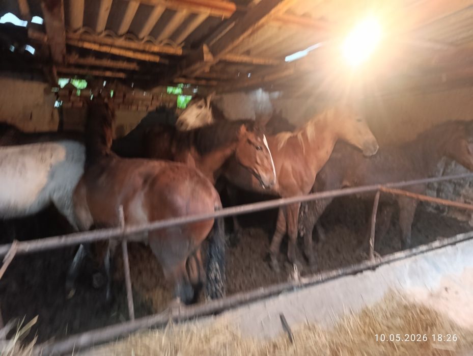 Продам жирных коней