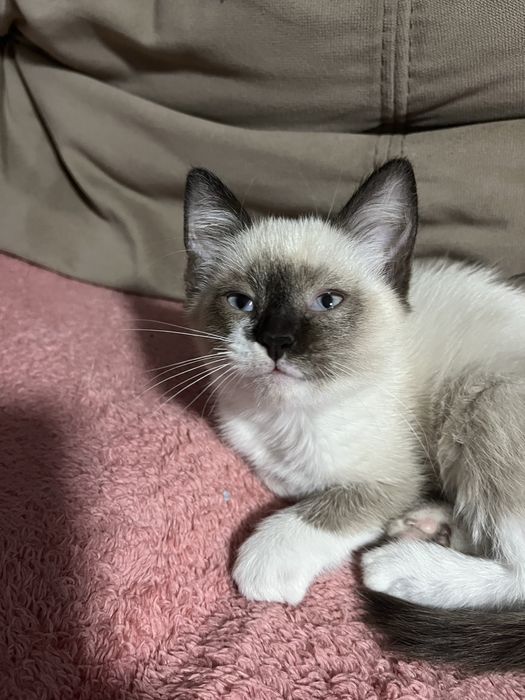 Отдам котят в добрые руки