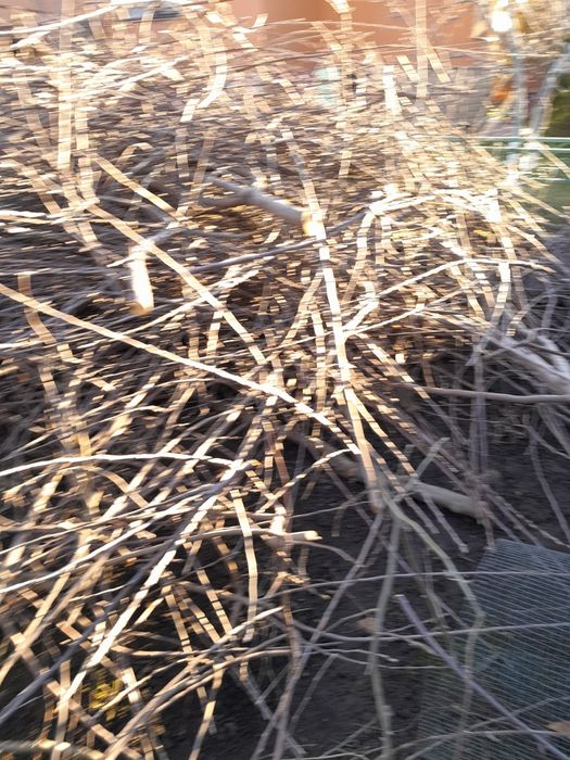 Отдам дрова бесплатно