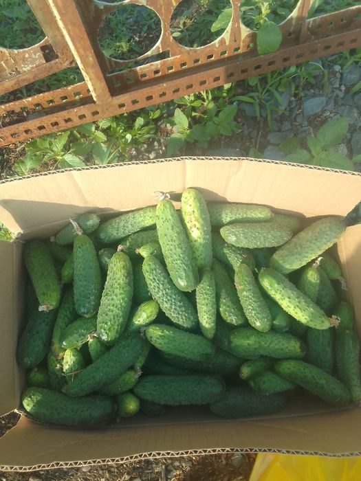 Продам домашние огурцы