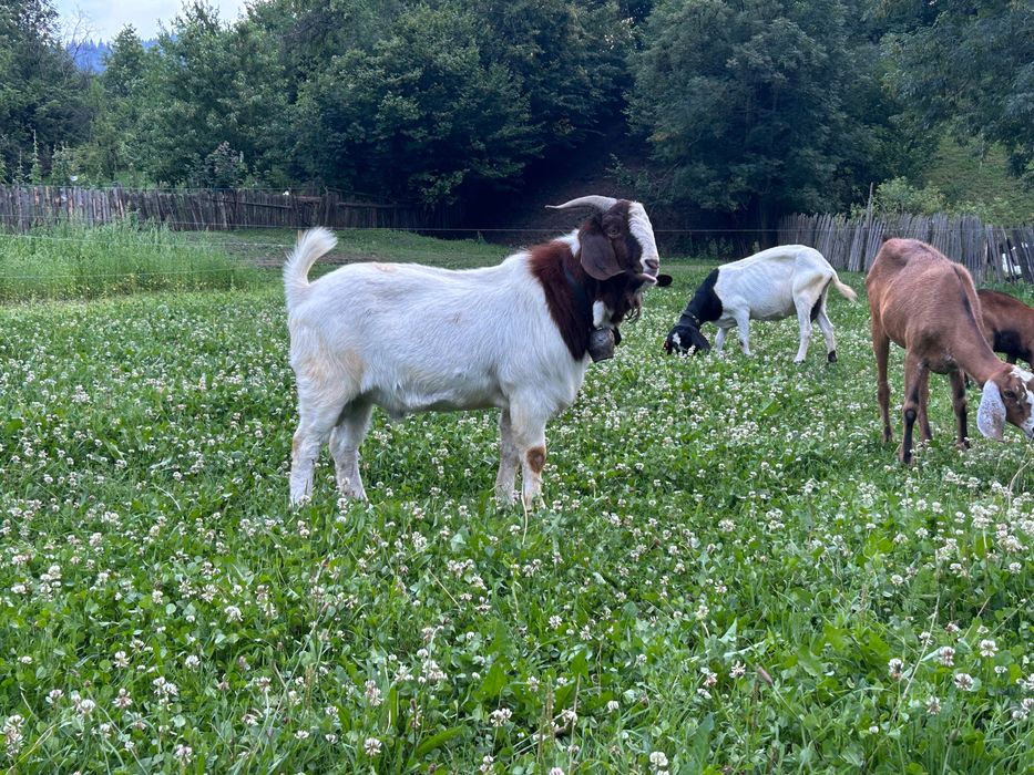Țap boer vârsta un an jumătate