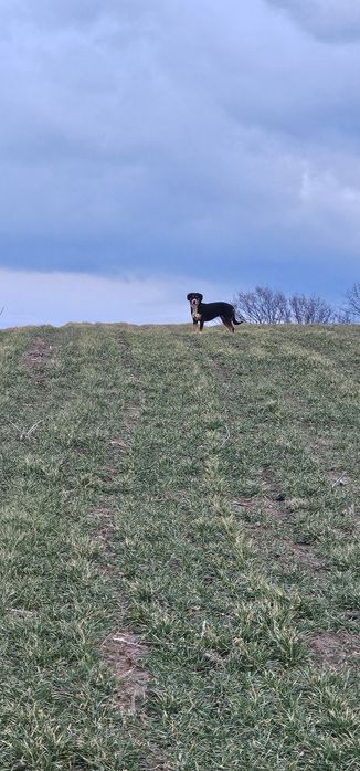 Продавам    пишете