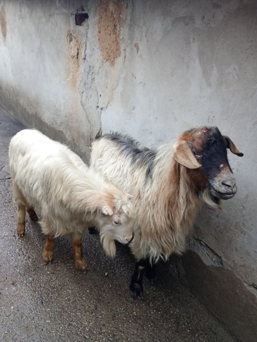 Vând 3 țapi , Braneț Olt