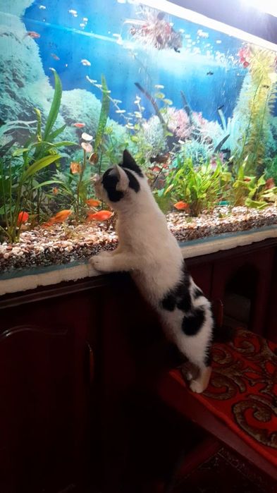 Котенок мальчик.