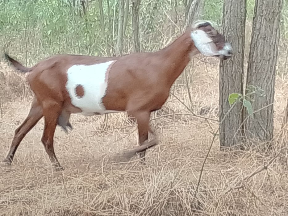 Capre anglonubian