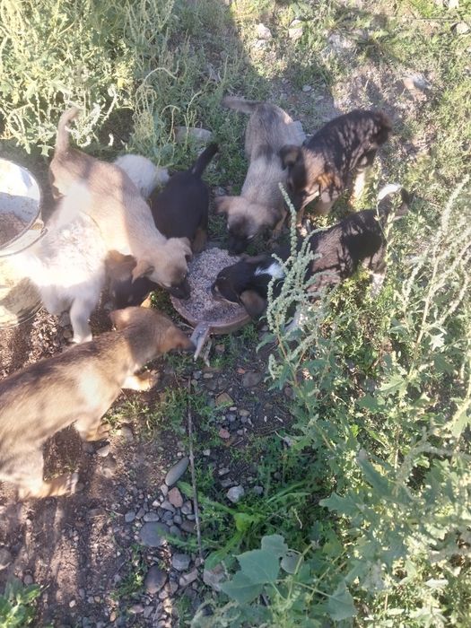 Отдам в добрые руки