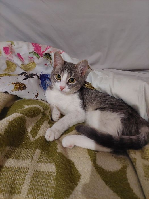 Кошечка 7 месяцев