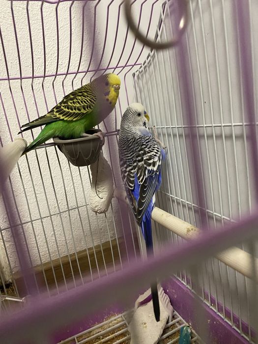 Pereche papagali+colivie !