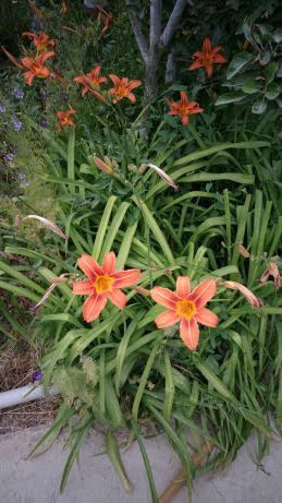 Продам рассаду дачную