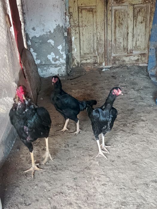 Dakan xo'roz 2 ta mokiyoni bilan birga