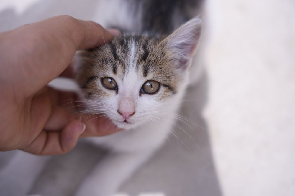 Котики(миленькие) и кошка(мама)