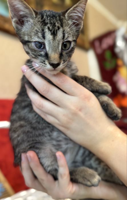 Котята ищут домик