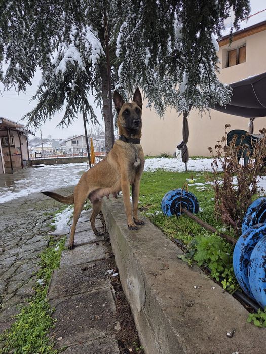 Белгийска овчарка