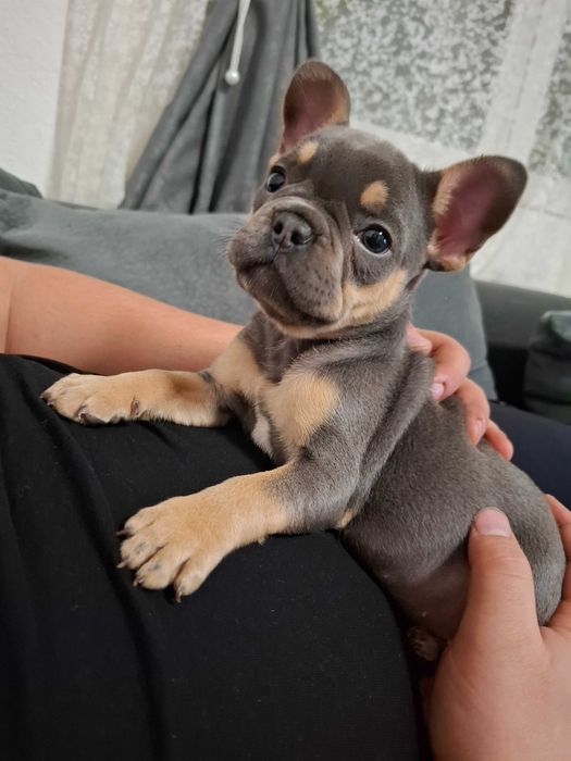 Продавам френски булдог