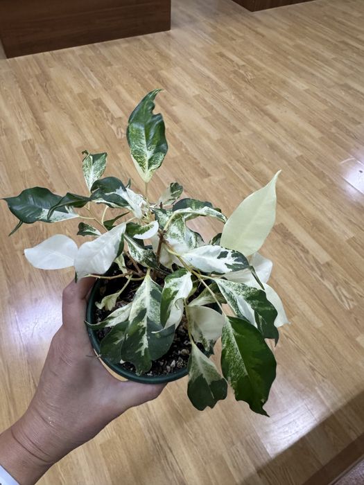 Сортовые фикусы