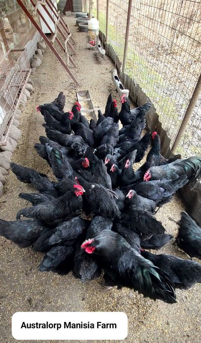 Oua Australorp negru