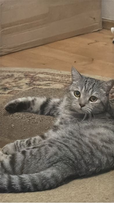 Кот мальчик 9 месяцев найденыш