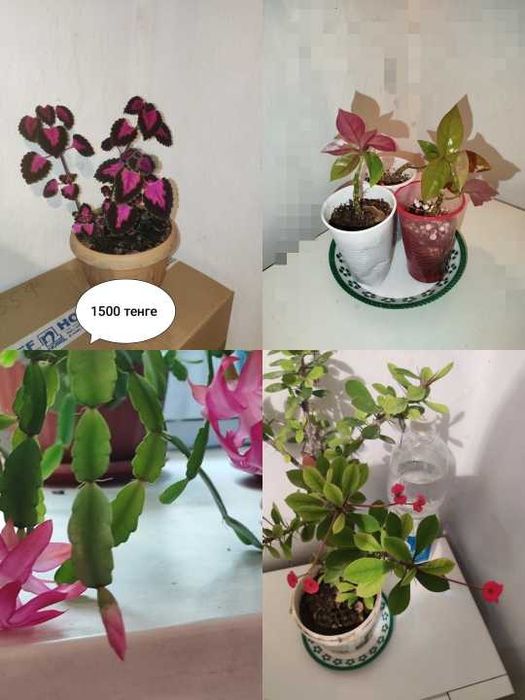 Цветы домашние  - адаптированные