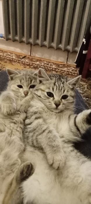 Одам котенка девочку