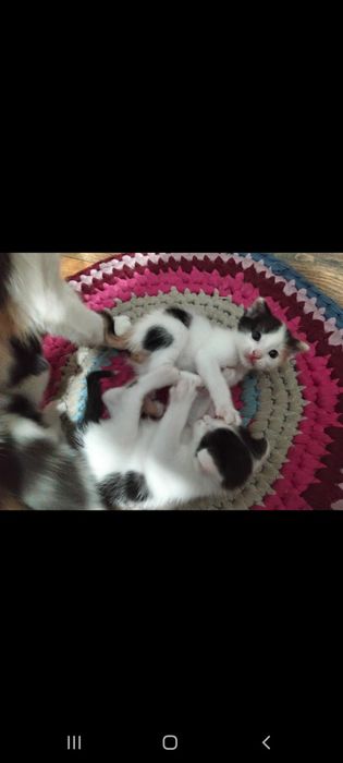 Котята вислоухие