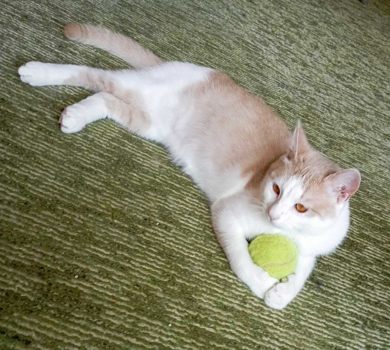 Принц на 1г. 3мес.