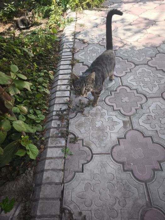 Отдам котят в хорошие,добрые руки