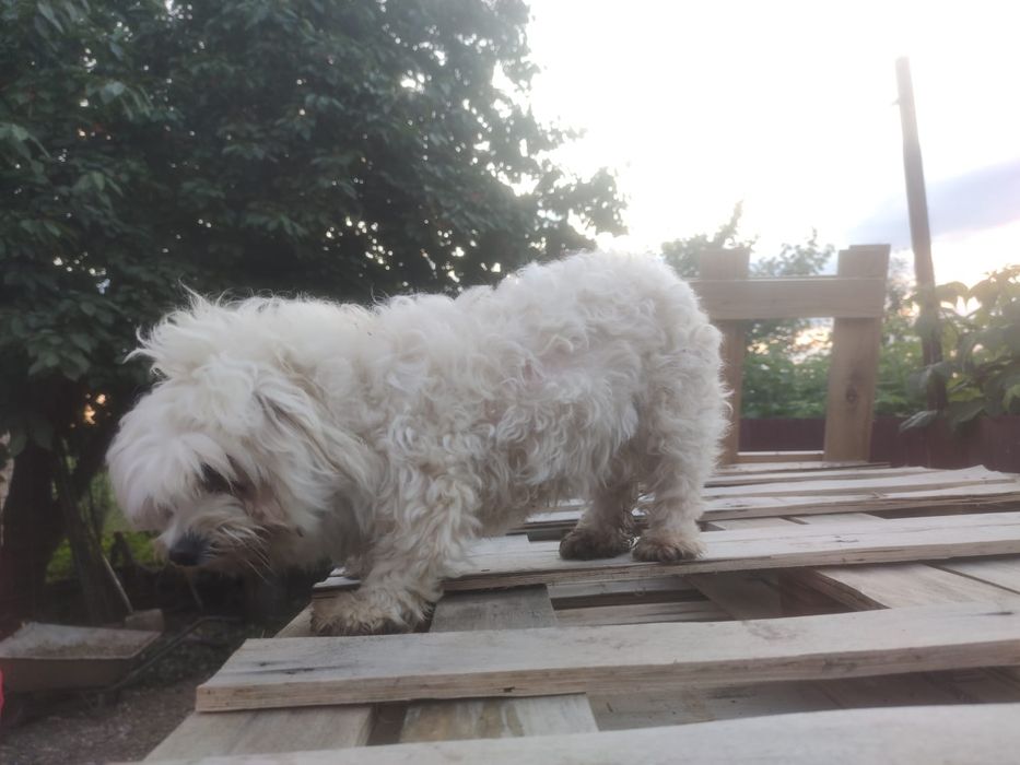 Femela Bichon maltesse/ maltez