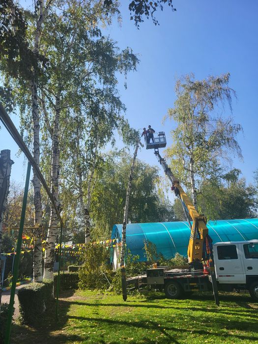 Спил деревьев агаш кесемиз