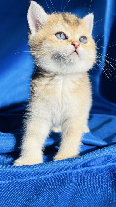 Чистокровные британские серебристые шиншиллы