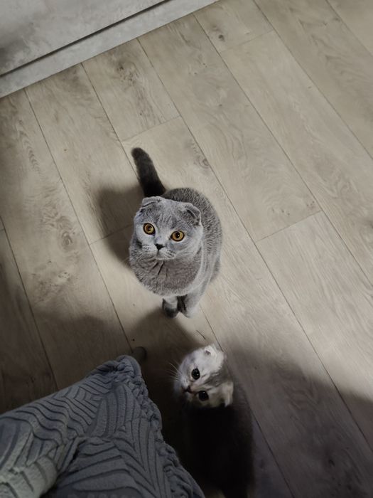 Шотландская Скоттиш Фолд