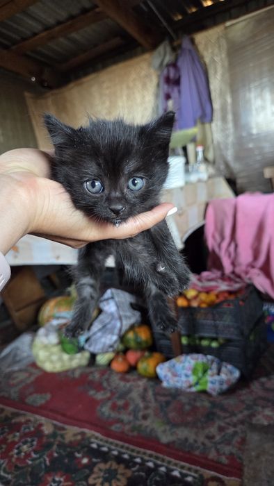Отдам котят в добрые руки