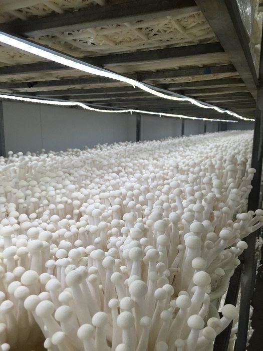 Ищем инвестора компаньона