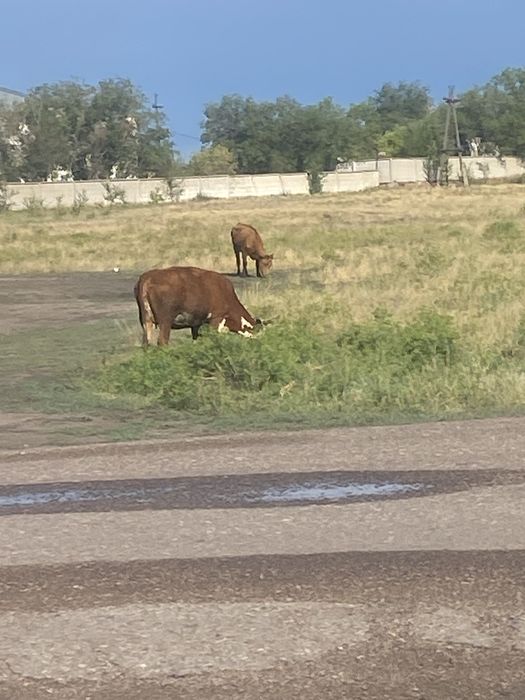 Продам первотелок