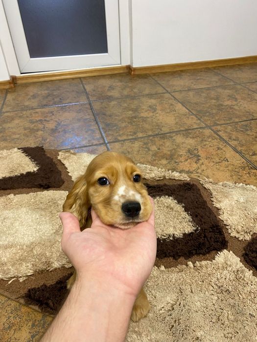 Cocker Spaniel – băiat 2 luni – cu carnet, vaccinuri și deparazitare