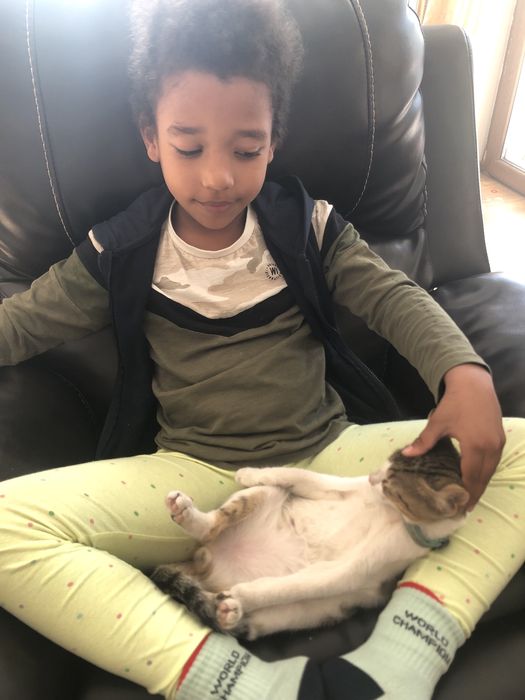 Foster/ cazare animale