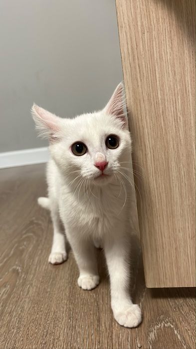 Кошка Отдам добрые руки
