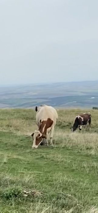Vand vaca si juninca