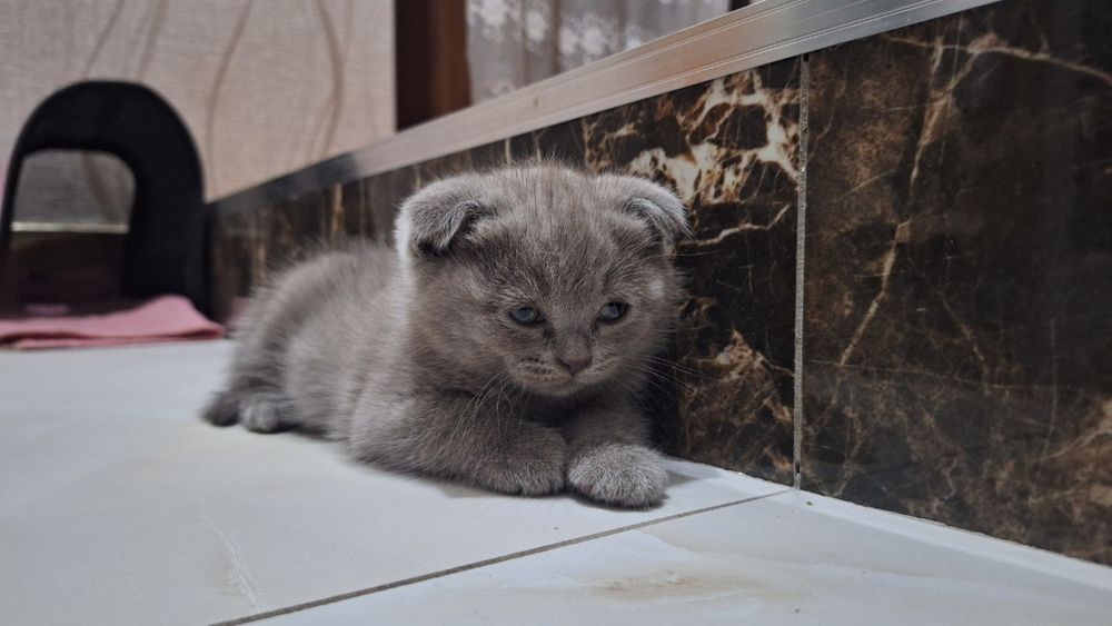 Кошка котята. ): Mushuk