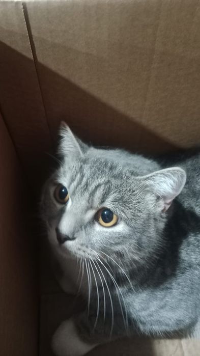 Отдам в хорошие руки