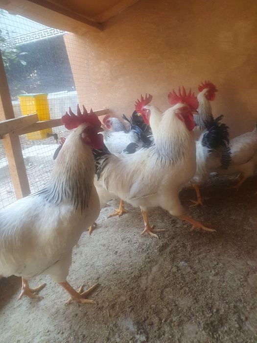 Adler serebro sotiladi